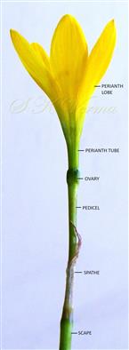  Flower with scape